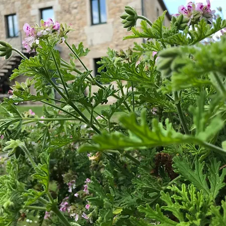 Casa A Canteira Vimianzo