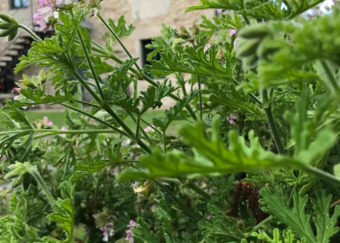 Casa A Canteira Vimianzo